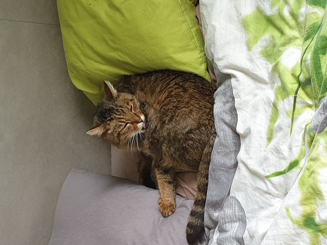 image_Recherche visite chats pour un week-end