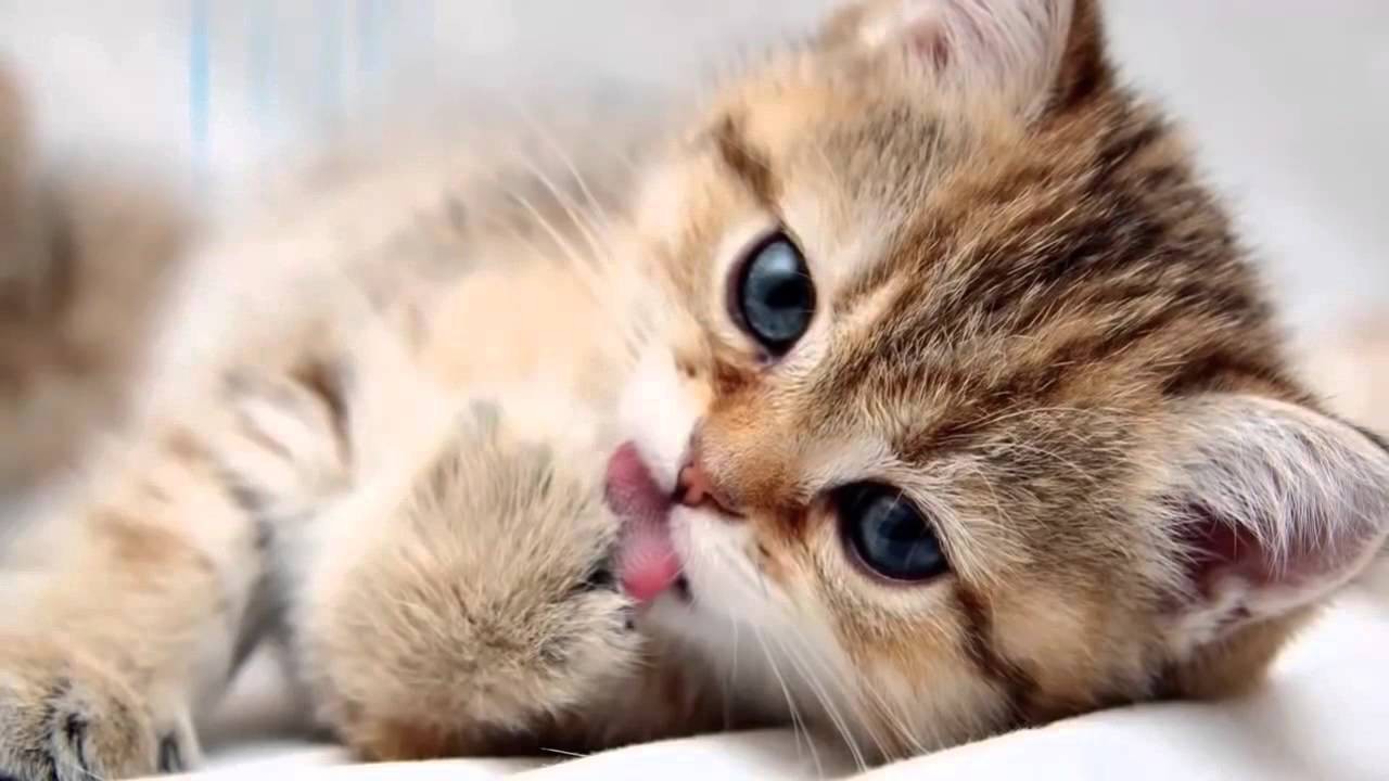 image_garde chats et rongeurs
