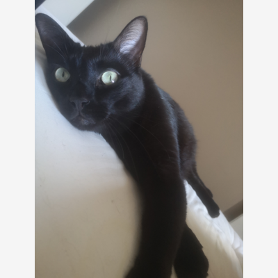 image_Recherche cat sitter