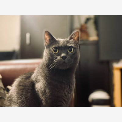 image_Une personne pour garder notre chat à votre domicile en été