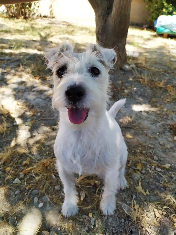 image_Cherche garde animal