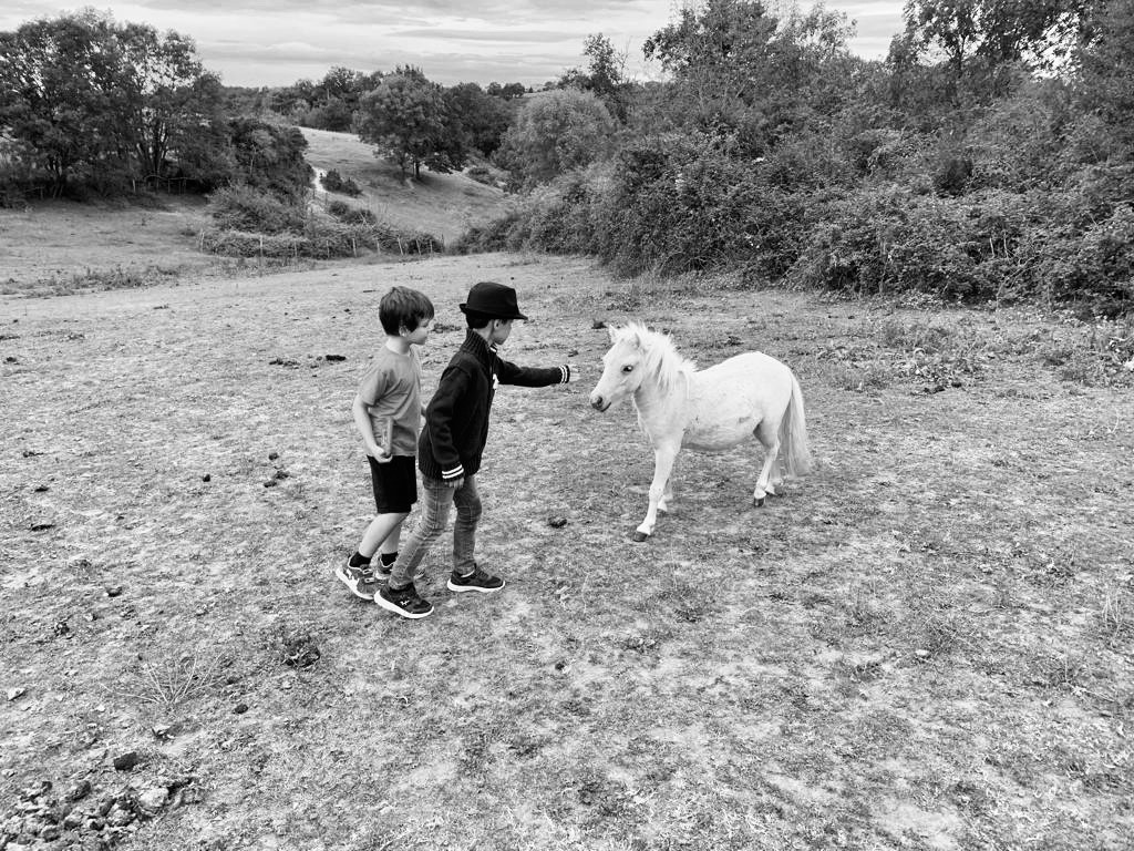 image_Cheval miniature
