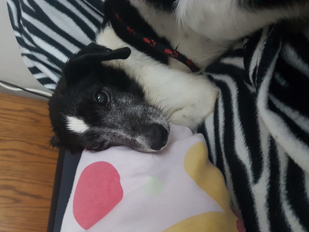image_dogsitter