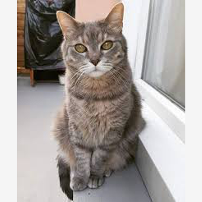 image_Étudiante garde d’animaux