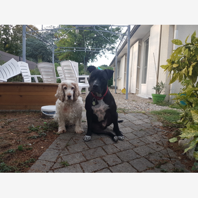 image_recherche pet sitter