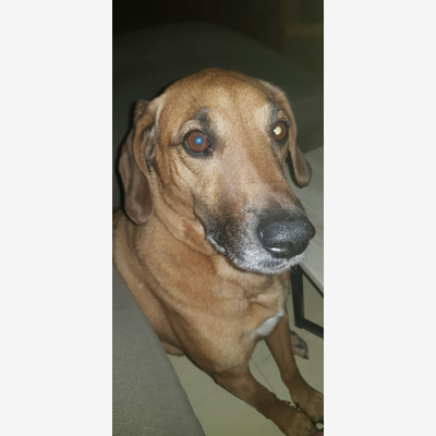image_Cherche Garde Chien