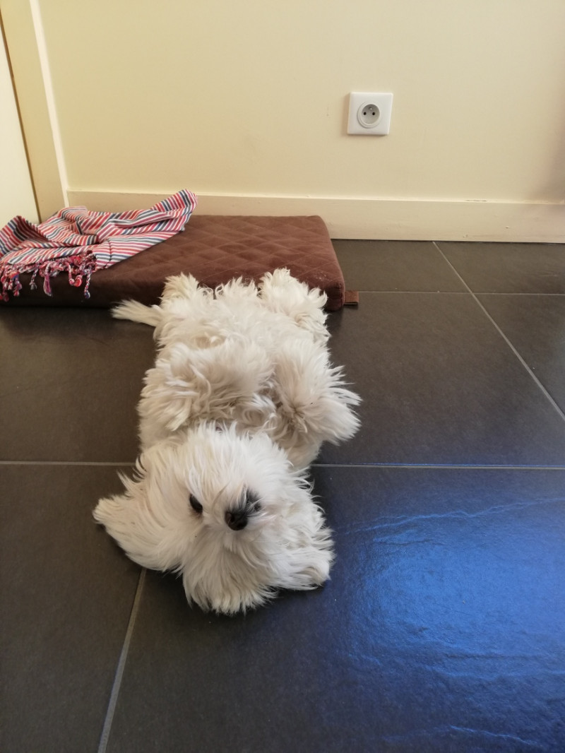 image_recherche garde petit chien pour 2 semaines