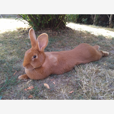 image_Prendre soin de vos animaux
