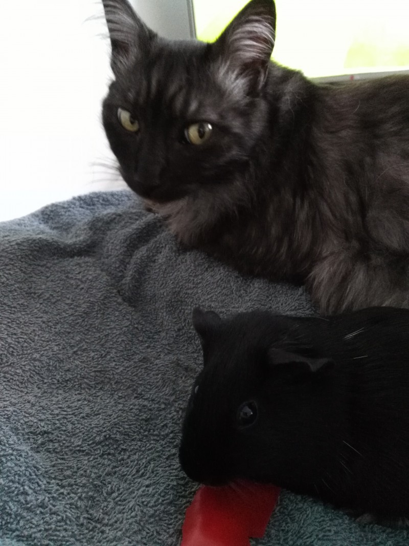 image_Garde d'animaux