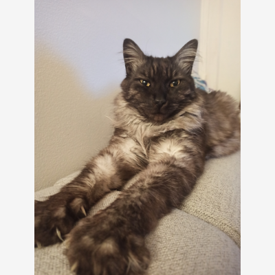 image_Nounou animaux