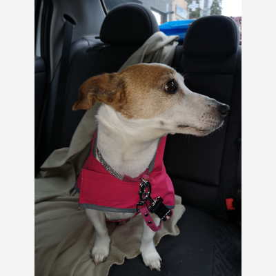 image_Garde pour mon chien