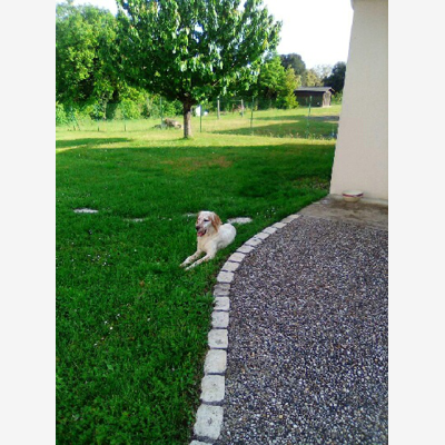 image_Dog sitter/Cat sitter
