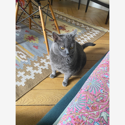 image_cat sitter en aout