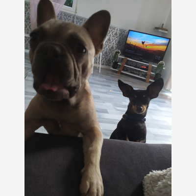 image_Garde mes deux petits chiens