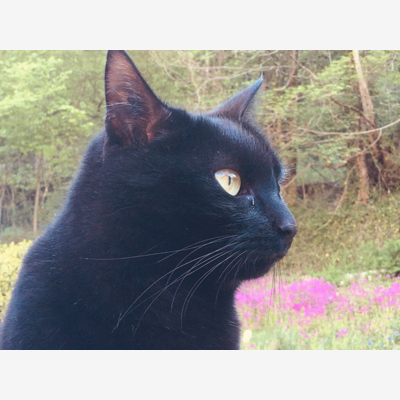 image_Recherche personne de confiance pour garder chat au mois d'août