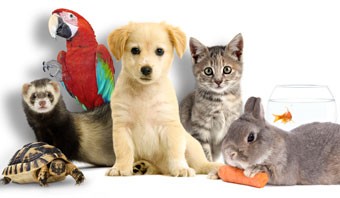 image_Garde animaux