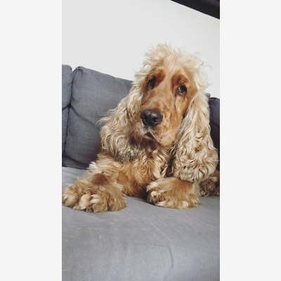 image_Garde d’animaux