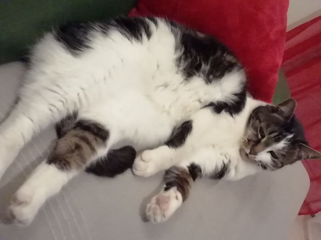 image_Besoin d'une garde pour tout mes animaux