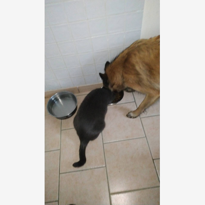 image_Garde chien