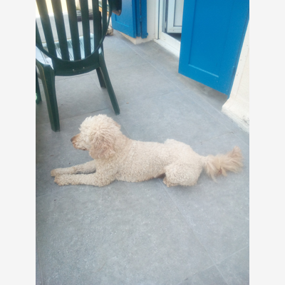 image_garde de chien en août
