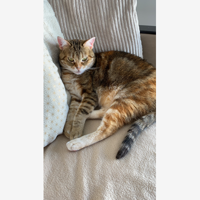 image_Recherche garde pour chat domicile du gardien
