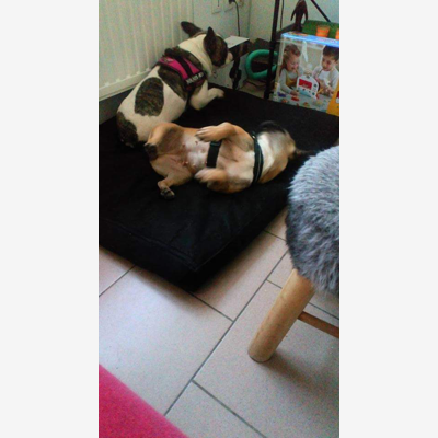 image_Garde de chiens