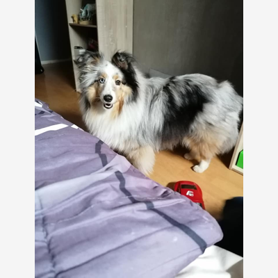 image_Garde chien (Petit/moyen)" la maison du bonheur " (Tarif : 7e par jour)
