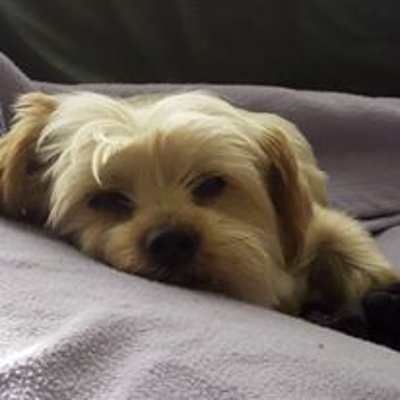 image_balade chien