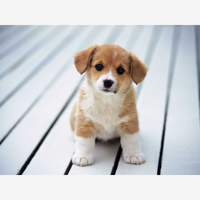 image_Garde d'animaux de compagnie