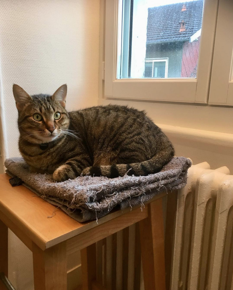 image_Recherche garde chat à domicile 13€ par jour