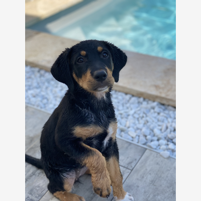 image_Cherche personne pour garder ma chienne