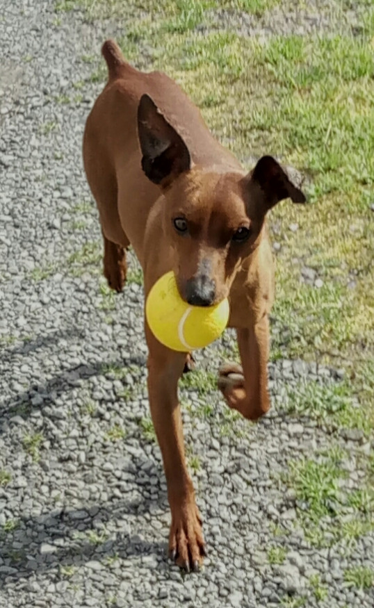 image_Recherche GARDE CHIEN