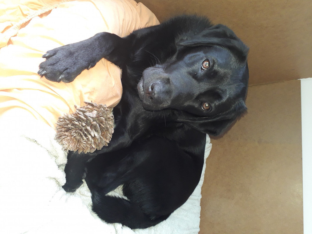 image_Cherche Dogsitter