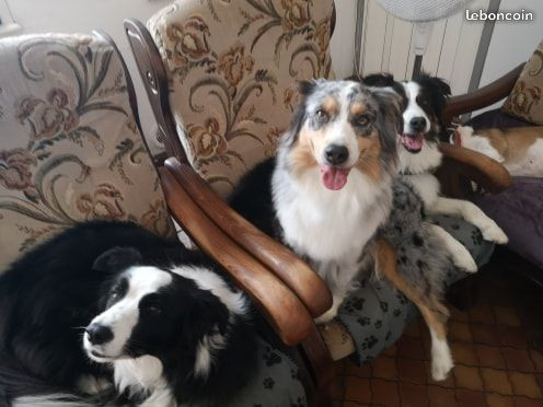 image_Nous gardons votre chien EN FAMILLE, toute l'année...