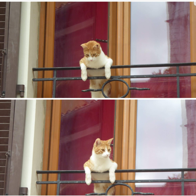 image_Garde d’Animaux