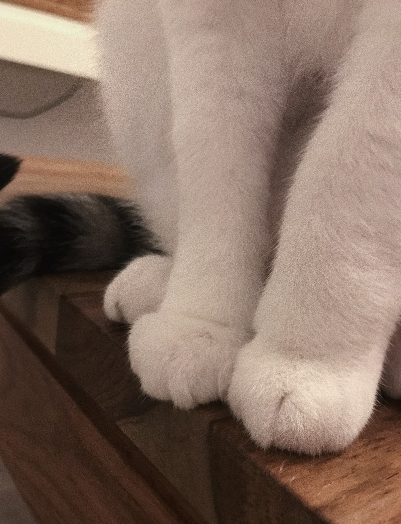 image_Garde d’Animaux