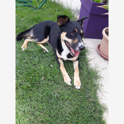 image_garde chienne