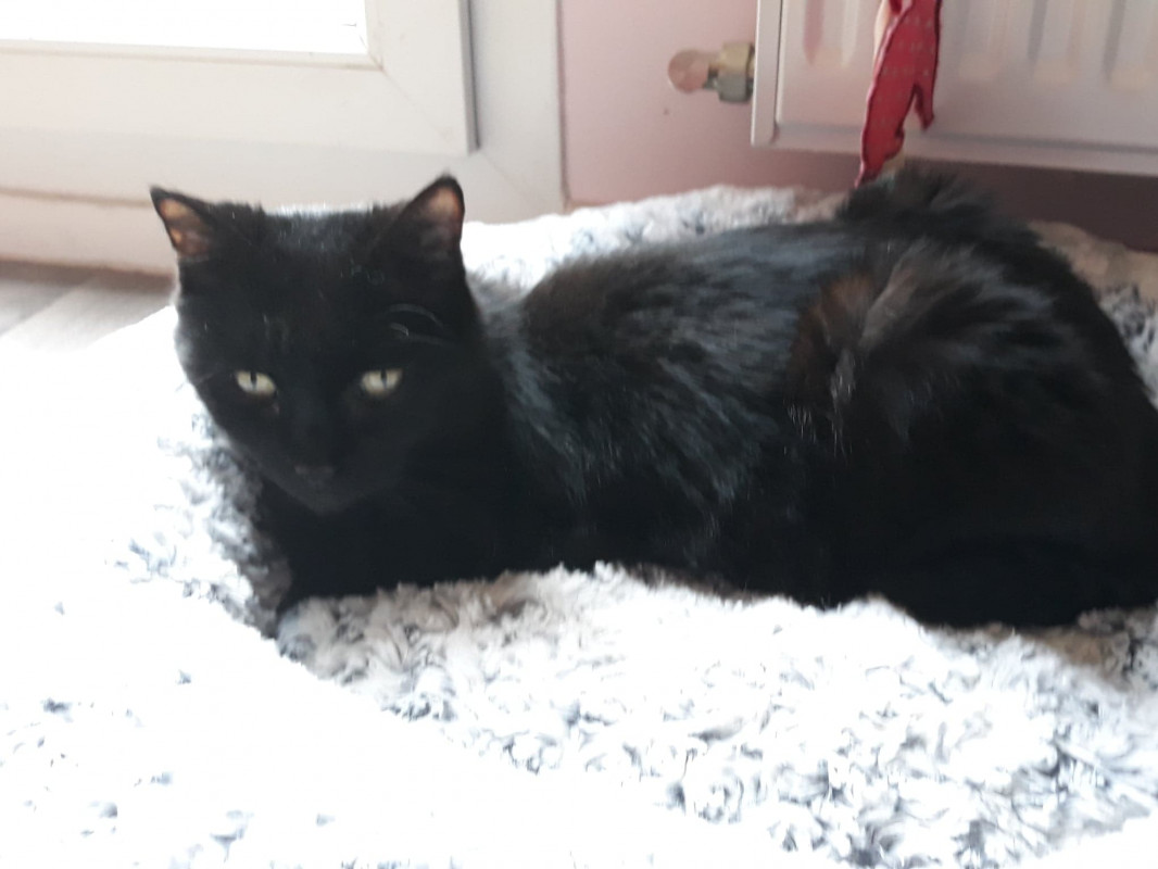 image_Recherche petsitter pour 2 chats en aout