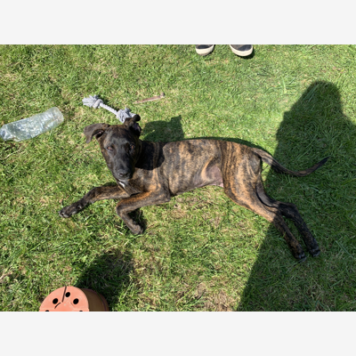 image_Garde d’animaux