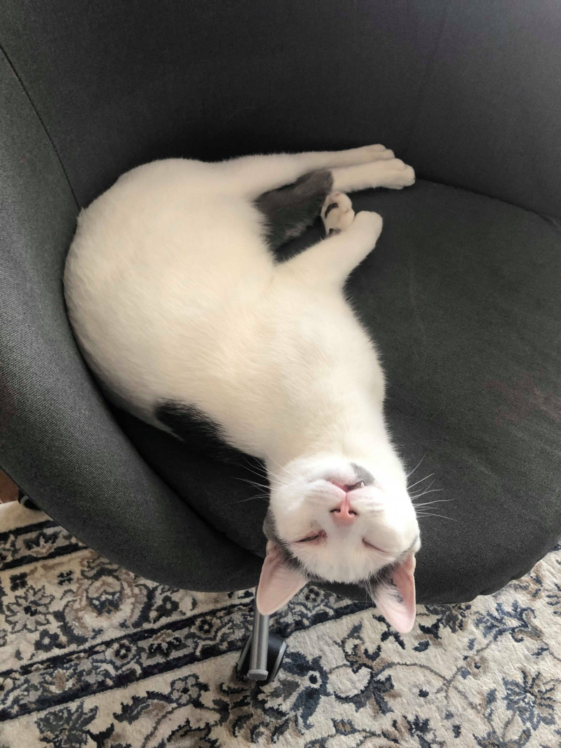 image_Garde chats