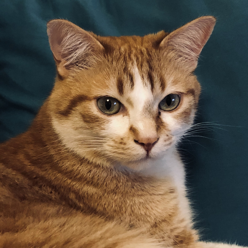 image_Garde de chat