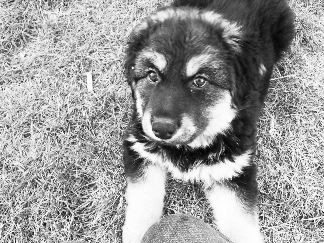 image_Je garde votre animal
