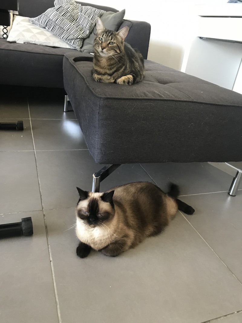 image_Garde pour chats recommandée par la clinique vétérinaire