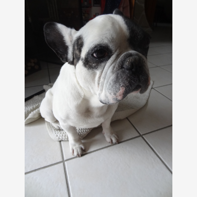 image_Amis des bouledogues français