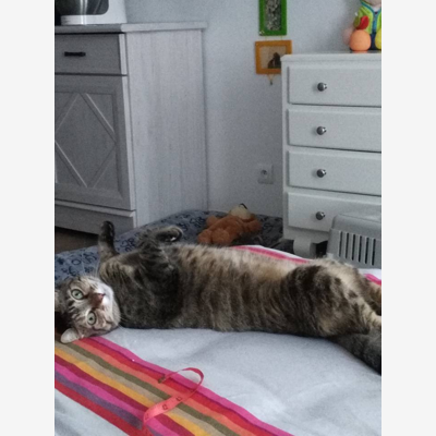 image_Catsitter professionnelle