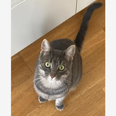 image_Recherche un pet sitter pour garder notre chat du 15 déc 21 au 09 jan 22