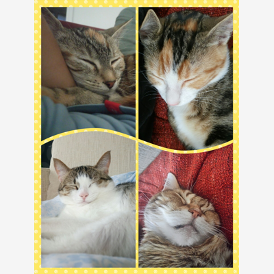image_Je me propose de garder vos petits compagnons félins