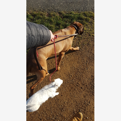 image_Garde chien
