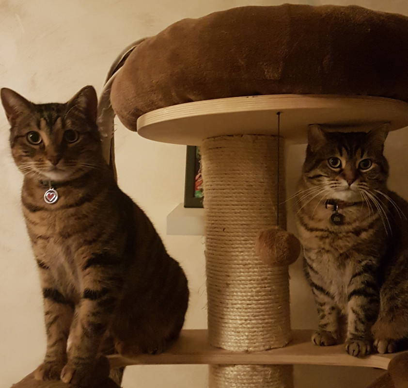 image_Garde d animaux a domicile.