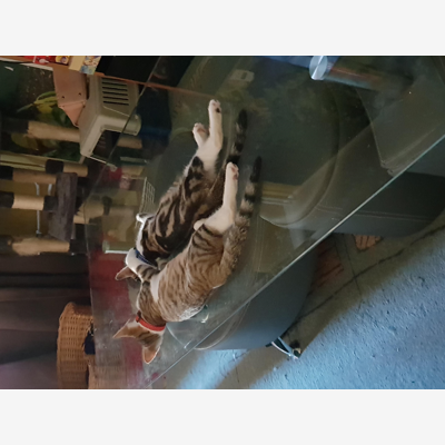 image_garde chats, chatons, rongeurs